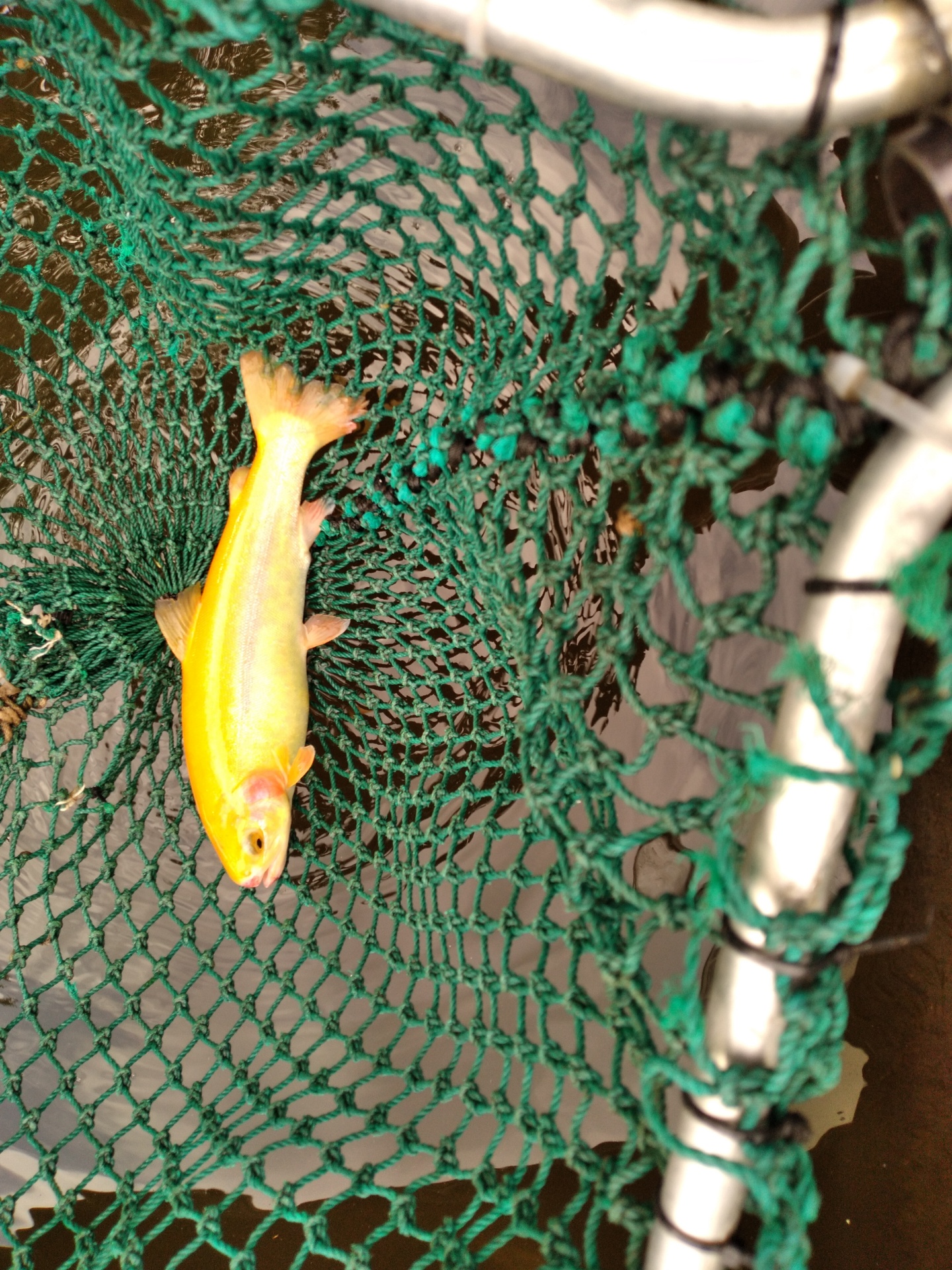 Gold Trout